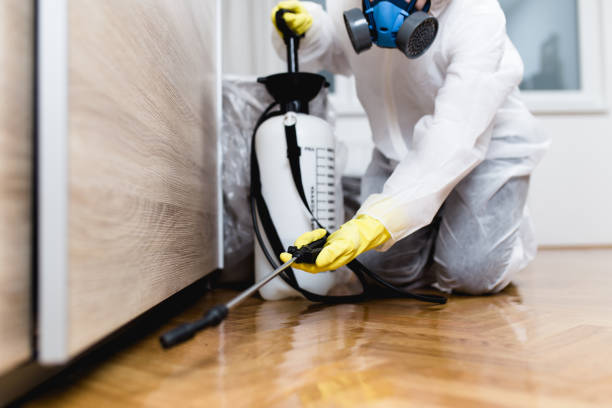 Best Flea Control Services  in Stratmoor, CO