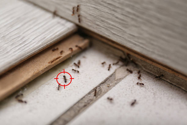 Best Wasp Removal Services  in Stratmoor, CO